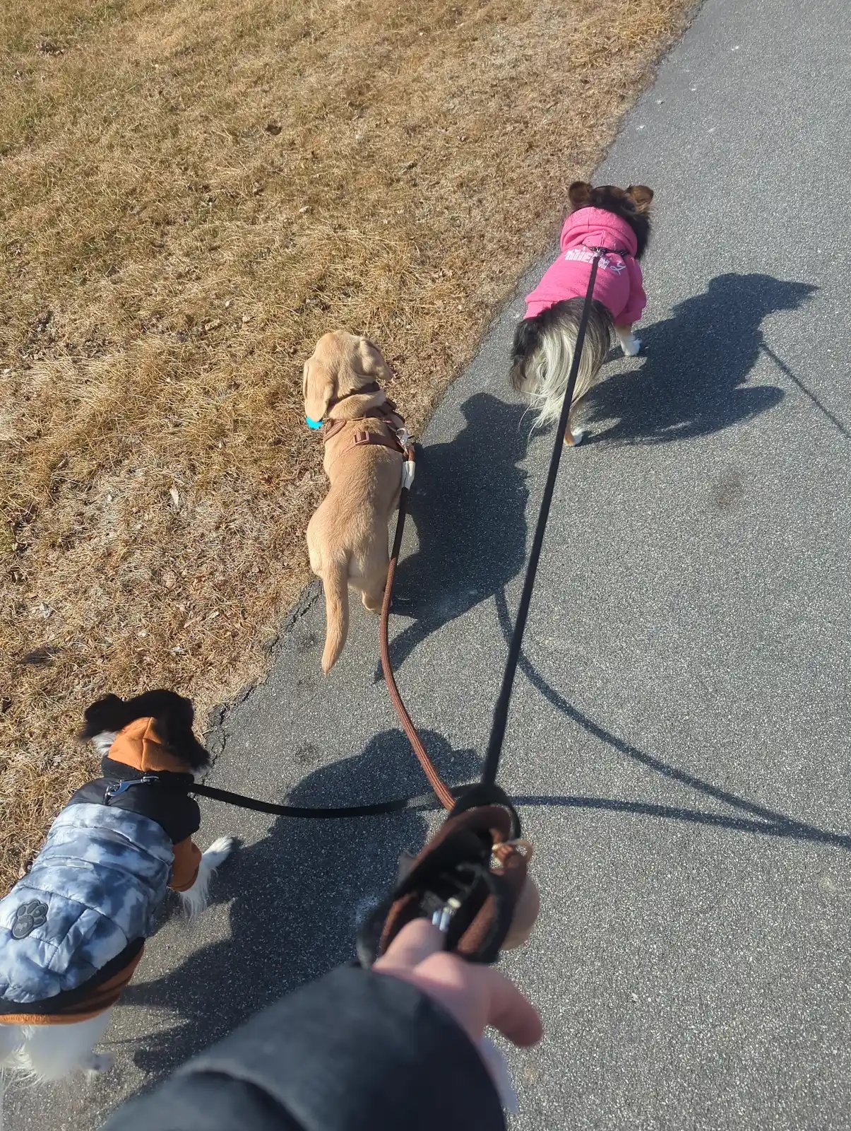 A dog trotting on a trail hike, illustrating the blend of physical exercise and mental enrichment dogs need
