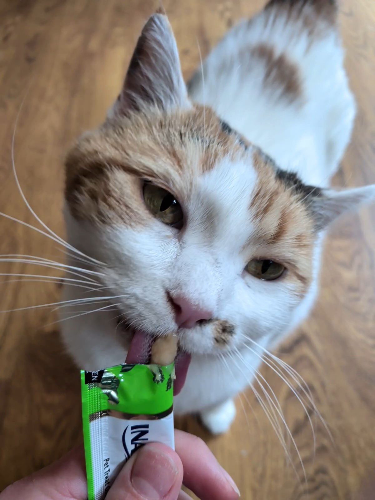 A calico cat enjoying a lickable treat