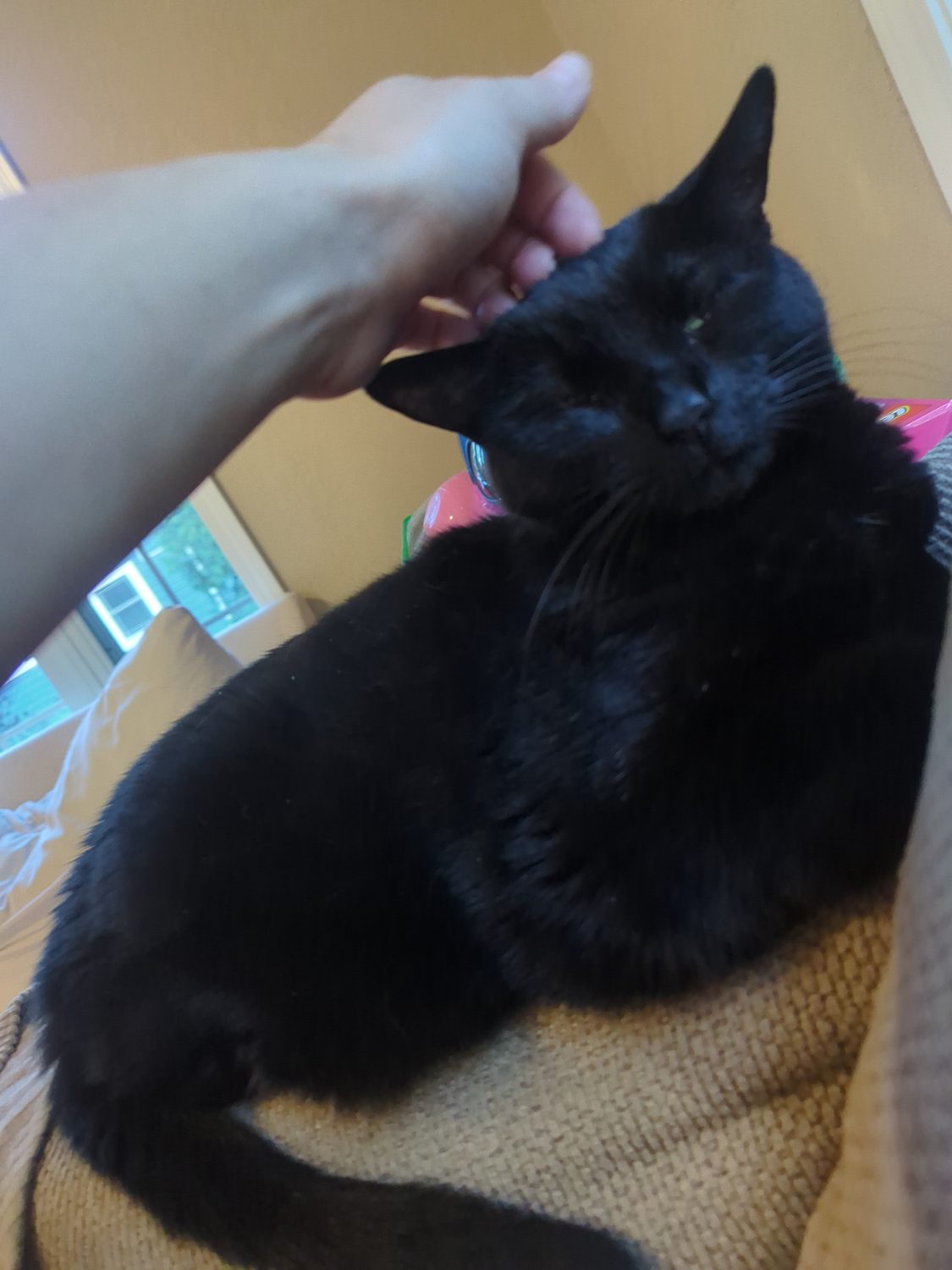 A black cat relaxing in Carly's care