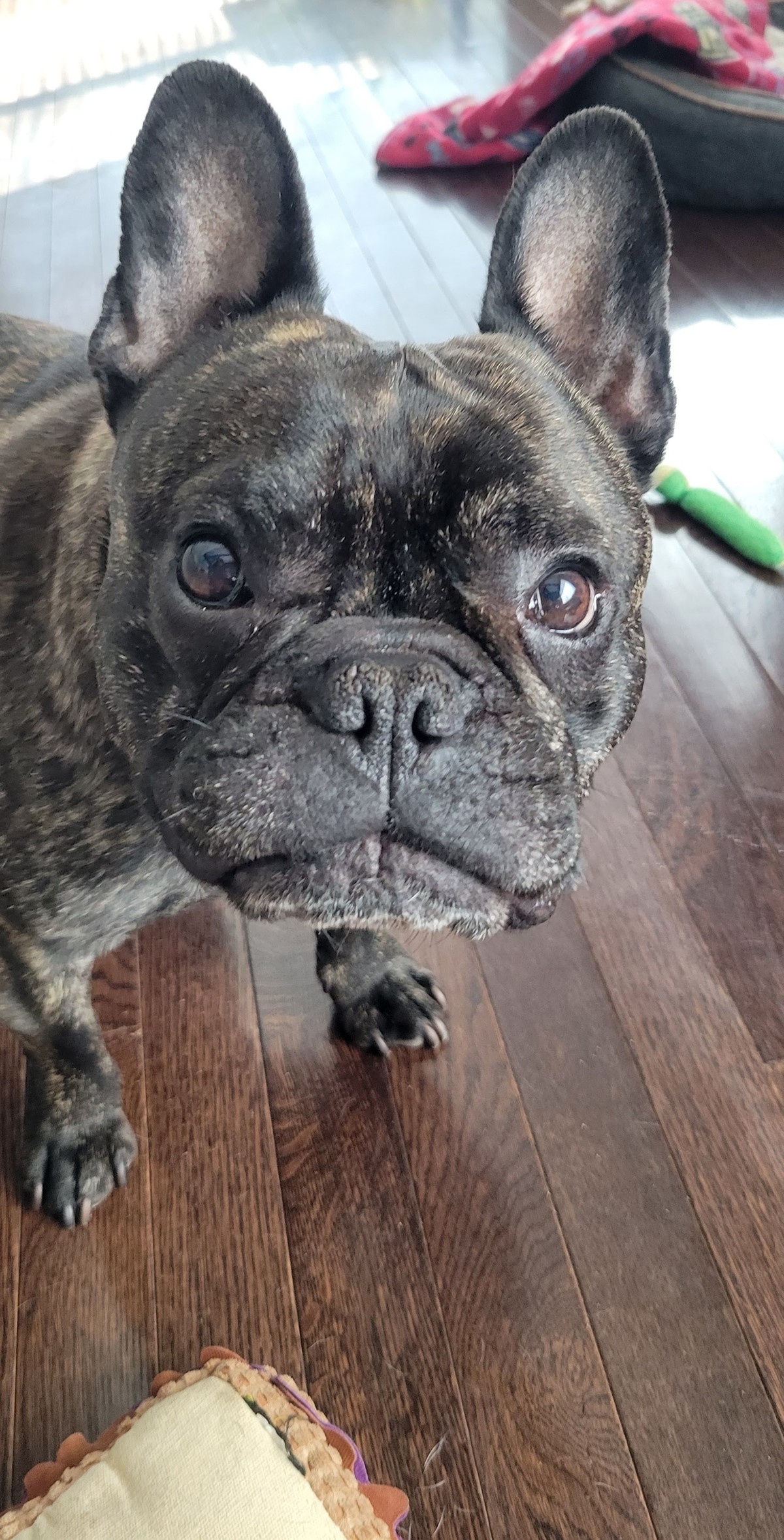 A brindle French bulldog looking up at the camera