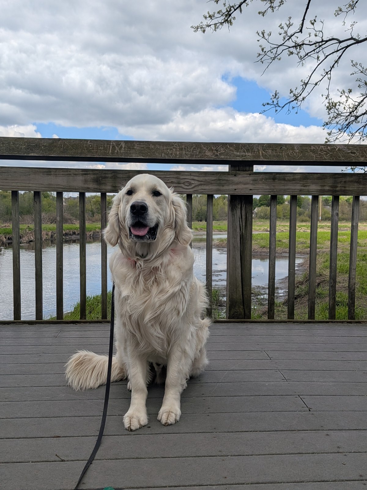 A golden retriever sitting calmly on a boardwalk deck by a river