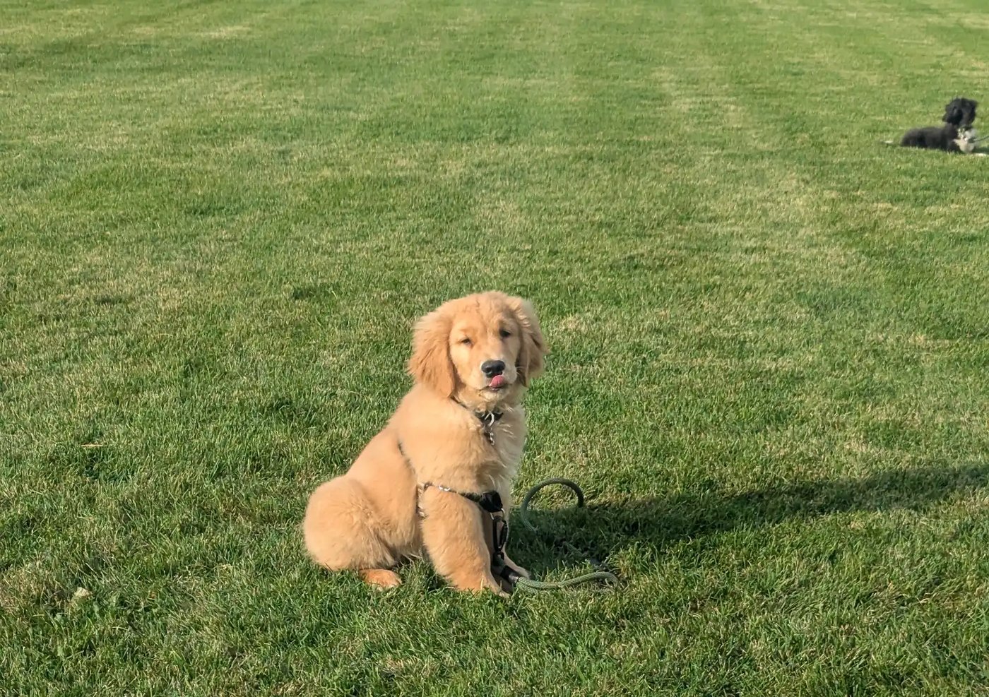 Willow the puppy sitting attentively, representing the developmental stages of house training