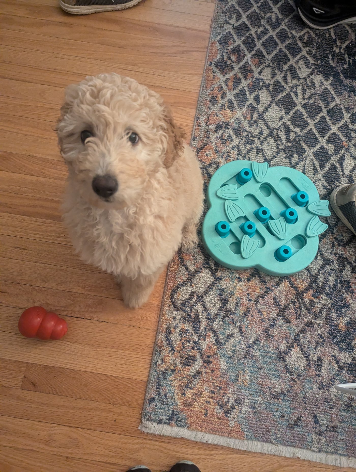 A doodle dog engaged with an indoor enrichment activity, showing mental stimulation during Wisconsin winters