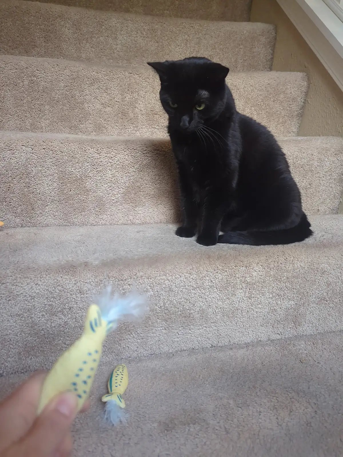 A cat relaxed in Carly’s care