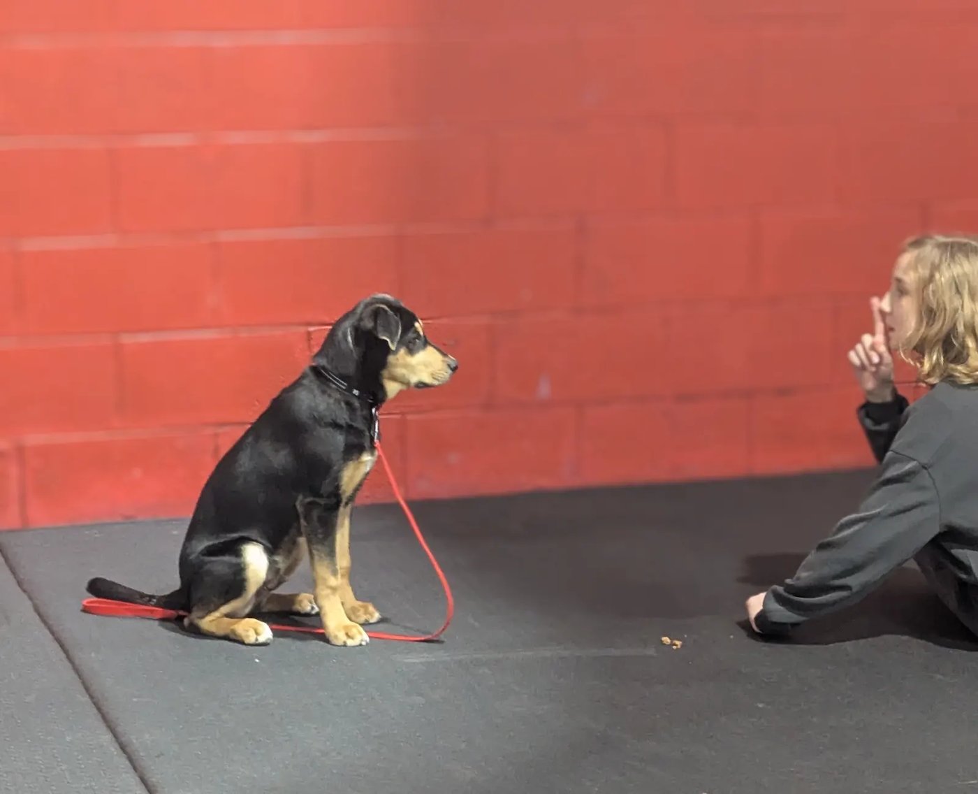Carly Rosenthal, certified dog trainer, working with a dog using reward-based science-backed methods