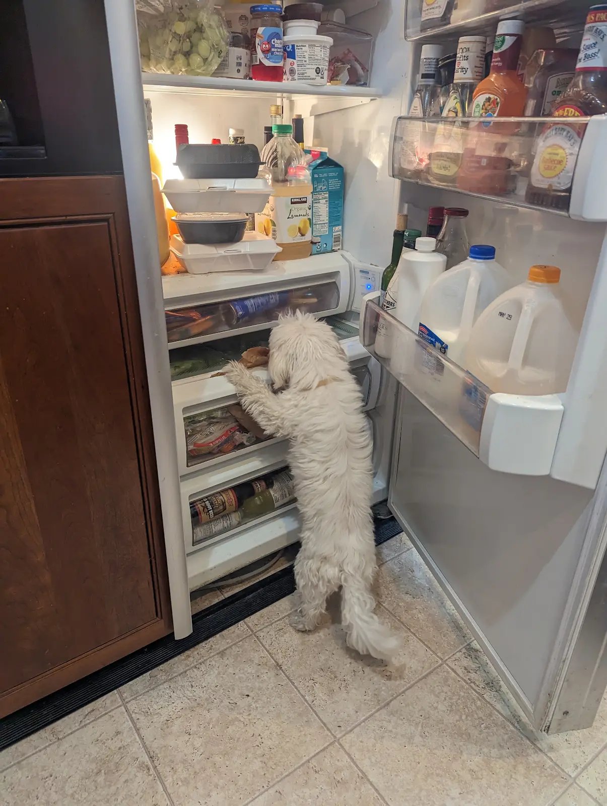 Dolly the dog with a playful expression, representing the normal curiosity behind so-called naughty behaviors