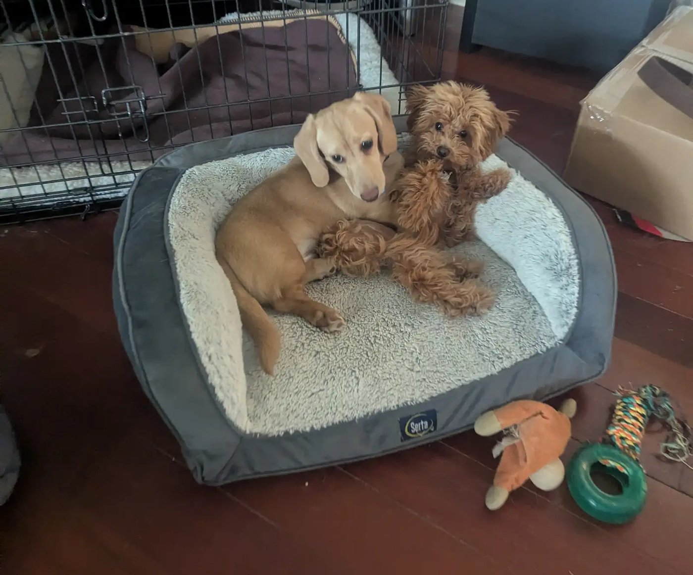 A small group of dogs relaxed together in a home boarding environment