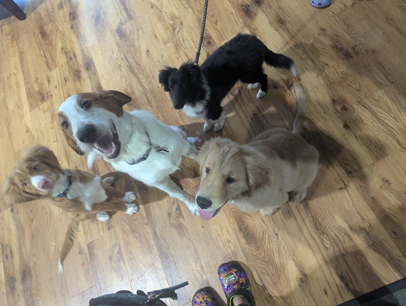 Carly with a puppy during a socialization session, capturing the important early developmental window