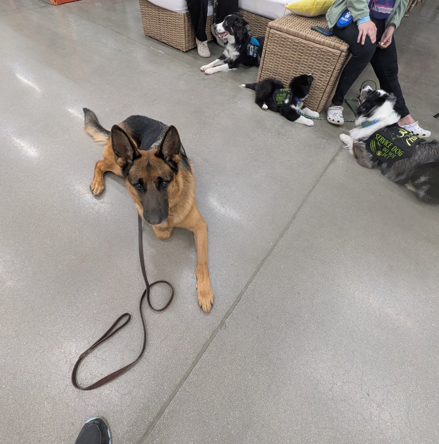 A German Shepherd dog on leash looking alert, showing the focused intensity common in reactive dogs
