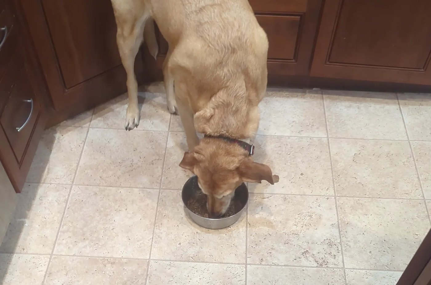 A dog biscuit treat on a surface, representing the resource guarding instinct around food and valued items
