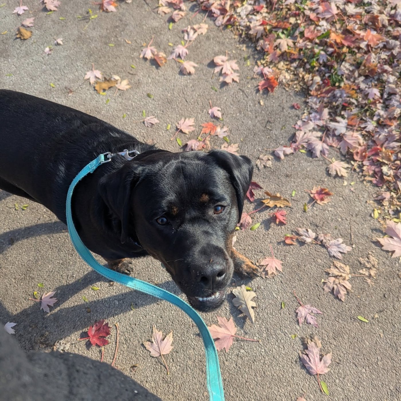A dog and owner walking together on a loose leash along a neighborhood path